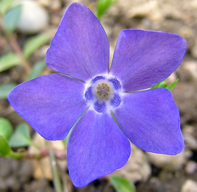 Kleines Immergrün, Vinca minor